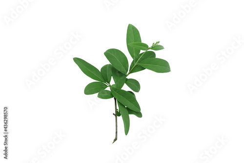 Branch with green leaves isolated on white background.