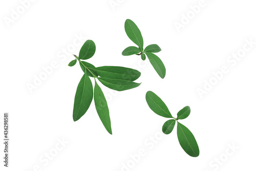 Collection of green leaves isolated on white background.