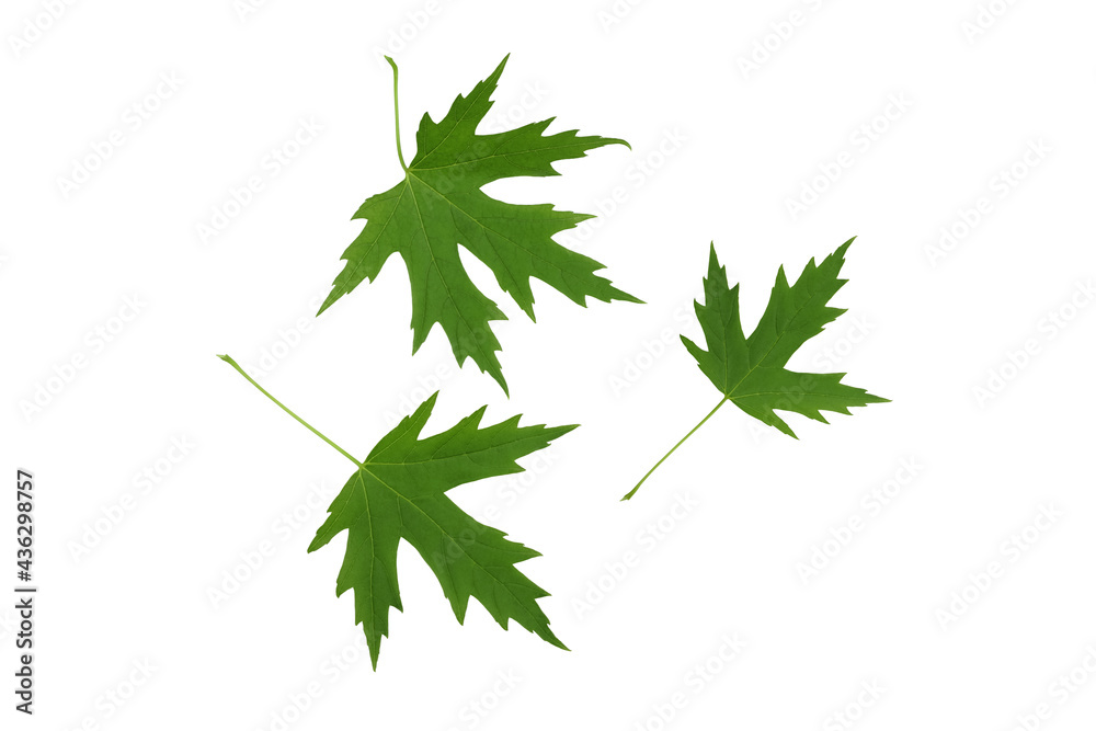 Green maple leaves isolated on white background. Green maple leaves isolated on white background.
