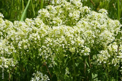 Field pepperwort flowers, Lepidium campestre.Lepidium campestre - Wild plant shot in the spring. photo