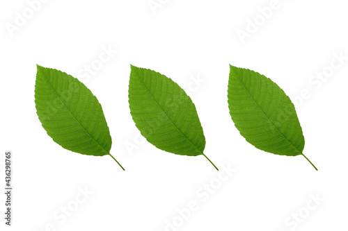 Three leaflets isolated on white background. Green leaves pattern.