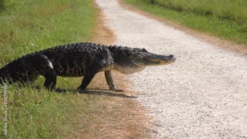 Large alligator crossing a rural road in Florida