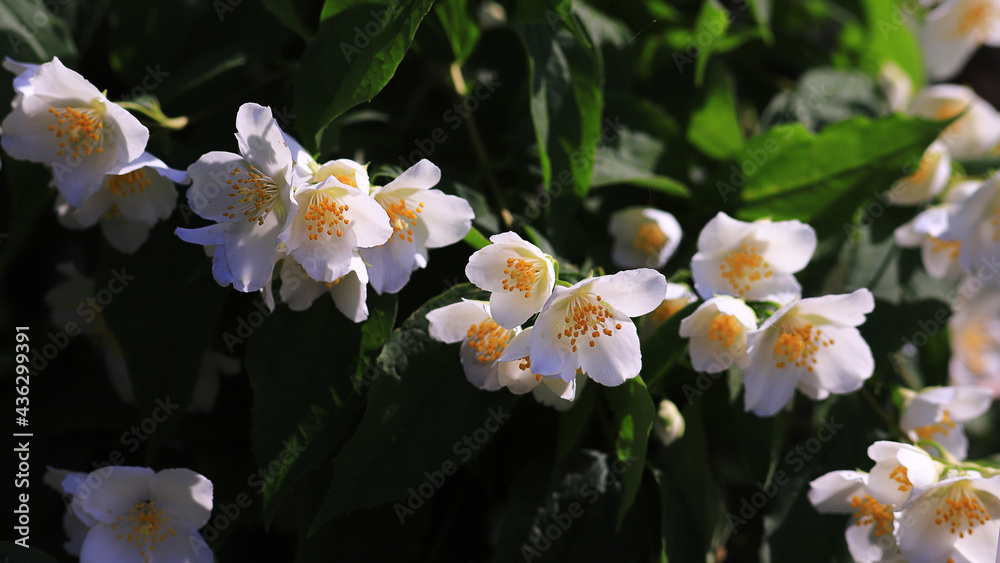 Jasmine blooms, a delicate, pure, white spring flower ...