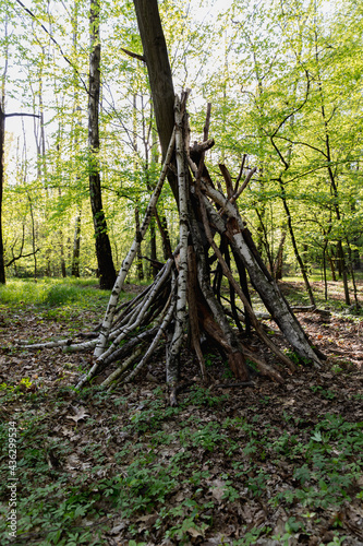 forest in the forest