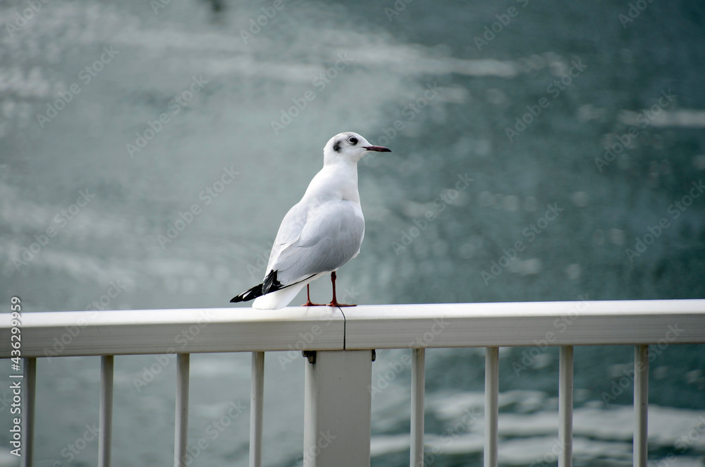 Obraz premium ゆりかもめ