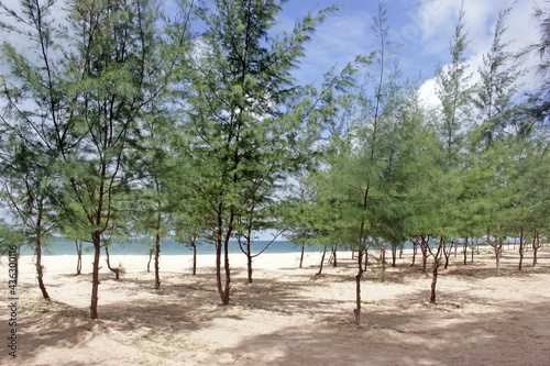 Fototapeta Naklejka Na Ścianę i Meble -  Young pine trees creating shade on a sandy beach by the ocean on a sunny day, southeast Asia, no people