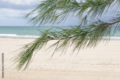 Close-up of green needles growing on pine tree branches against a blurred background of clean beach sand  ocean and blue sky