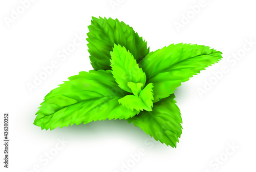 Fresh mint leaves, vector, realistic