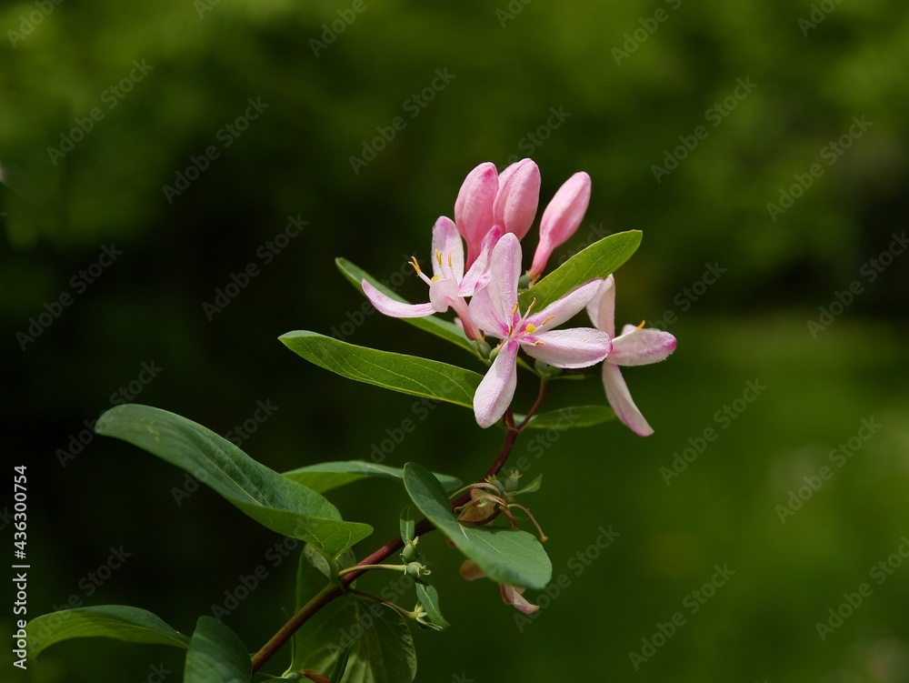 pink flowers of Lonicera periclymenum bush at spring pink flowers of Lonicera periclymenum bush at spring
