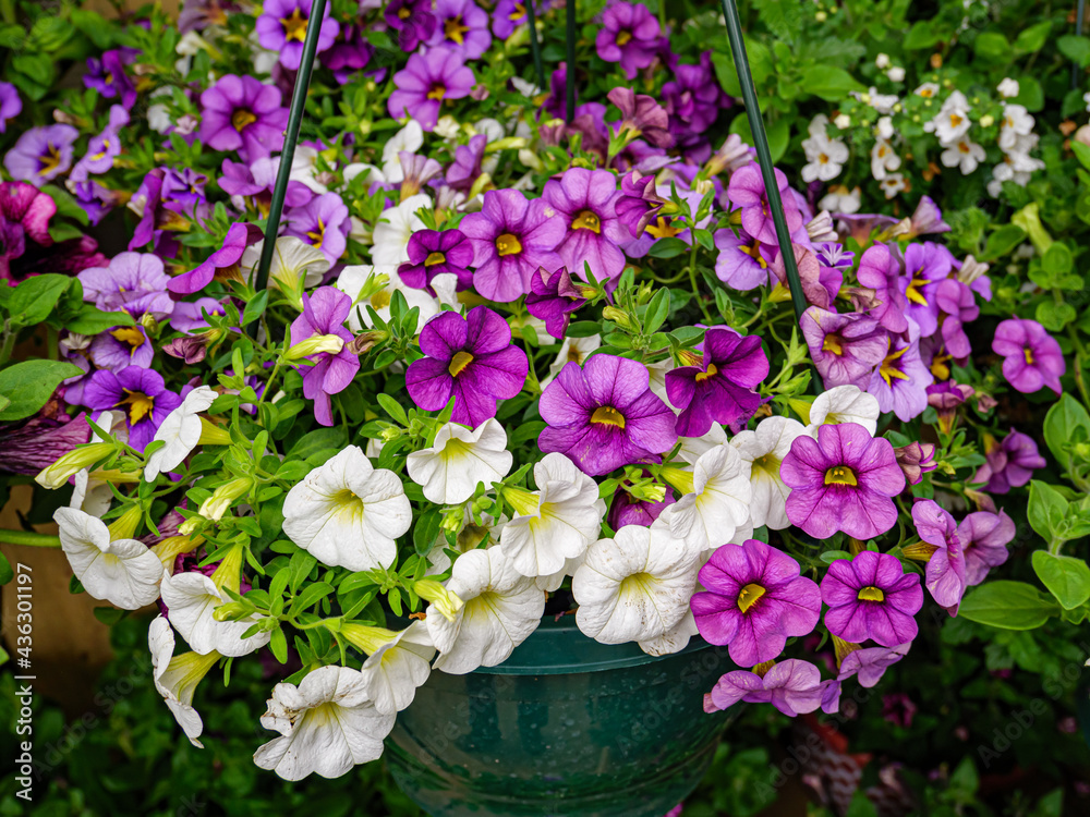 custom made wallpaper toronto digitalBeautiful summer flowers in the garden.