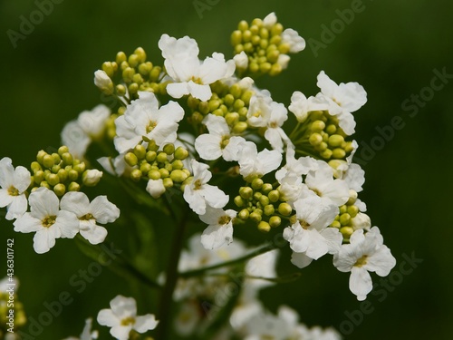 horseradish- Armoracia rusticana plant with white flowers scenic