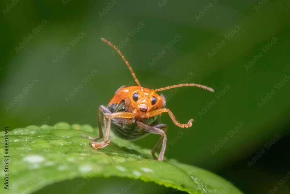 Fototapeta premium a orange beetle standing on green leaf