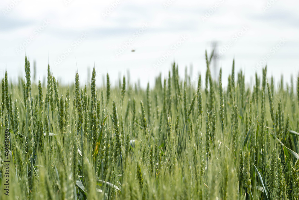 Flowering ear of wheat. Flowering Phase of Wheat Plants Cultivated in the Farm Field. Flowering ear of wheat. Flowering Phase of Wheat Plants Cultivated in the Farm Field.