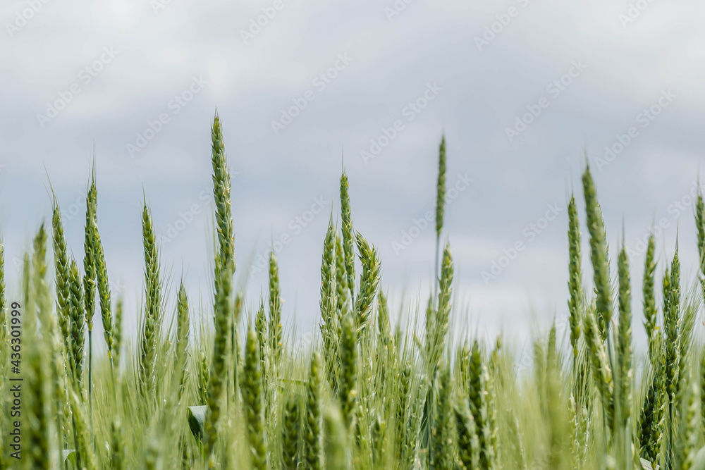 Flowering ear of wheat. Flowering Phase of Wheat Plants Cultivated in the Farm Field. Flowering ear of wheat. Flowering Phase of Wheat Plants Cultivated in the Farm Field.