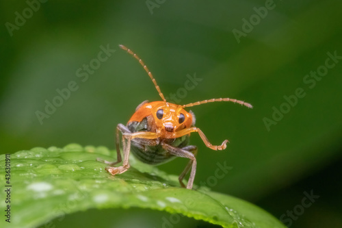 a orange beetle standing on green leaf