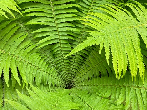 Fern leaf background. Green fern leaves after summer rain in the forest.  Ostrich fern Matteuccia struthiopteris. Shuttlecock fern. Fiddlehead fern.