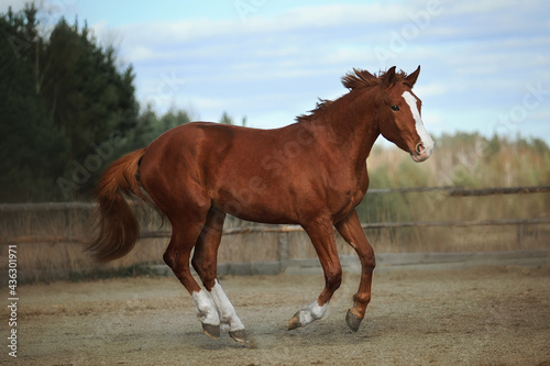 Horse © Дарья Ералева