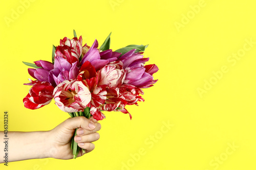 Hand with a bouquet of tulips on a yellow background