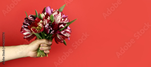 Hand holding bouquet of tulips on a red background. Horizontal banner. Copy space for text