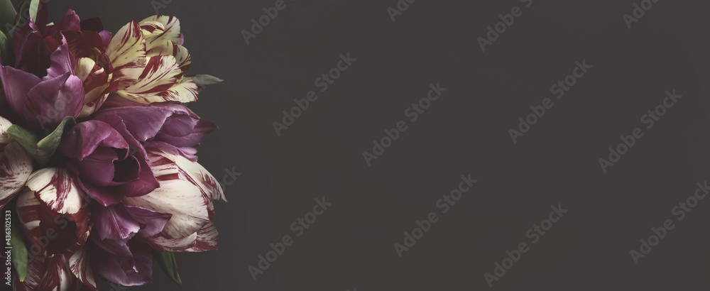 Tinted Tulips on a gray background. Horizontal banner. Copy space for text