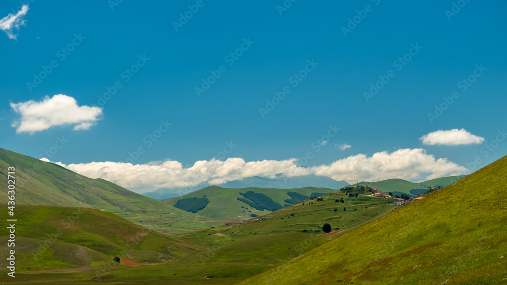 Blooming of lentil on Castelluccio di Norcia plain