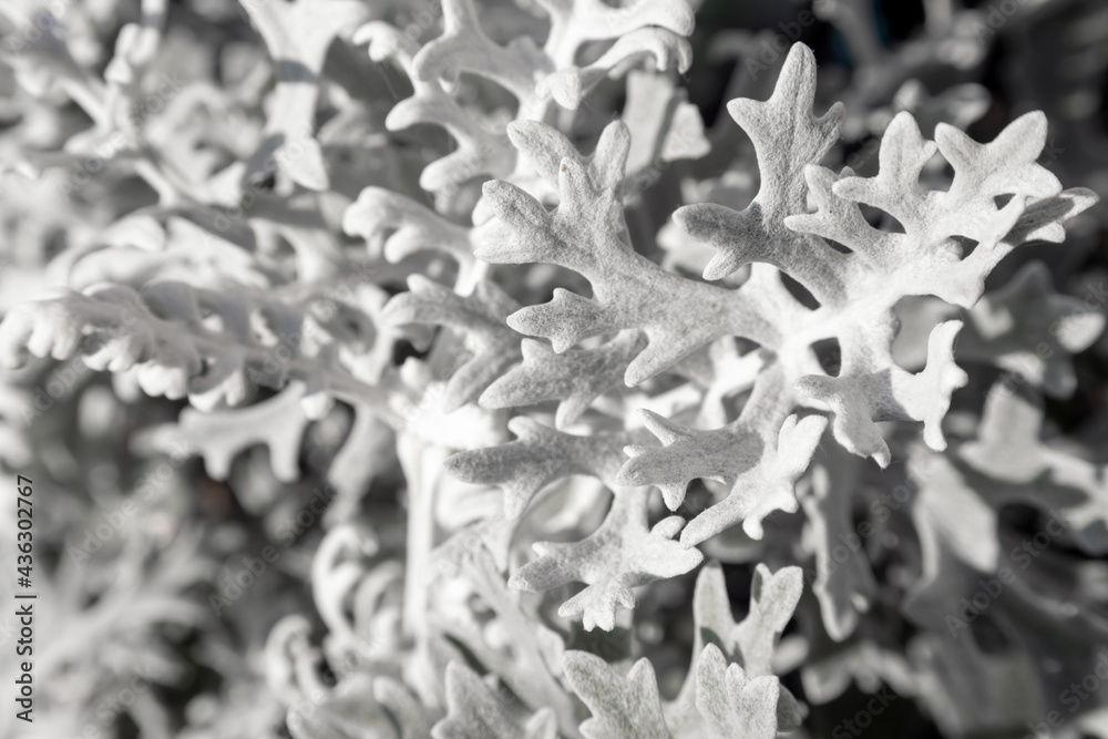 plant Close-up shot
Silver cineraria