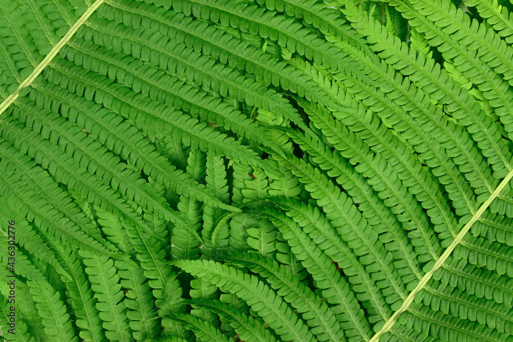 Fern leaf close-up background, texture Fern leaf close-up background, texture