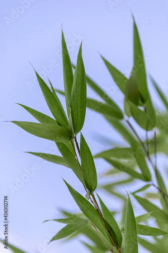 Fototapeta Naklejka Na Ścianę i Meble -  bamboo leaves. bamboo branch. shot close-up