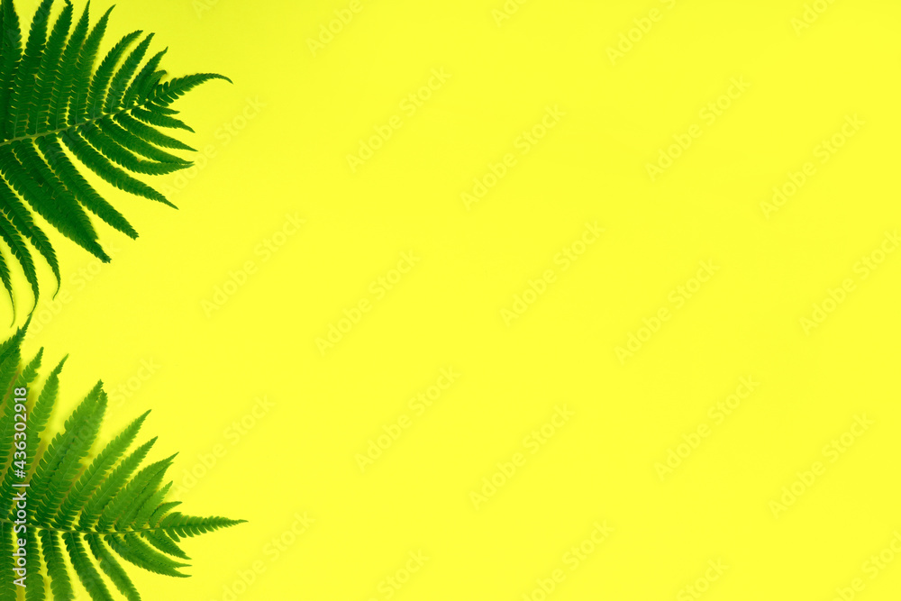 tropical summer background, green leaves on yellow background