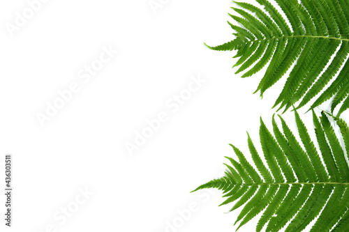 tropical summer banner, green leaves isolated on white