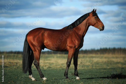 Fototapeta Naklejka Na Ścianę i Meble -  Bay horse