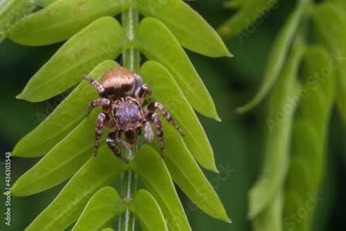 a jumping spider standing on green leaf