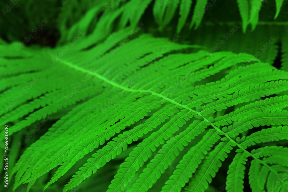 Fern leaf, branches close-up background, texture Fern leaf, branches close-up background, texture