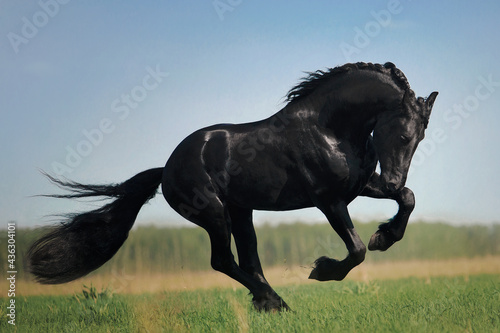 Friesian horse stallion
