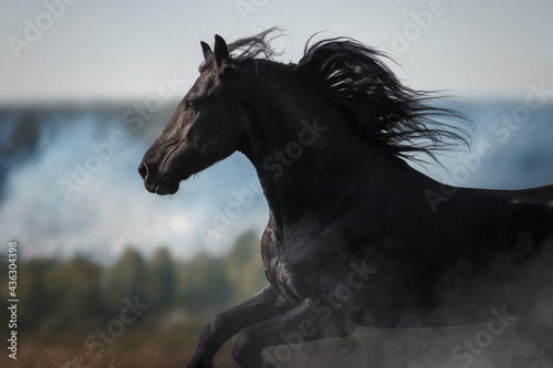 Friesian horse stallion