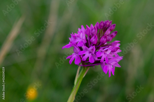 Inflorescences of Anacamptis pyramidalis  pyramidal orchid 