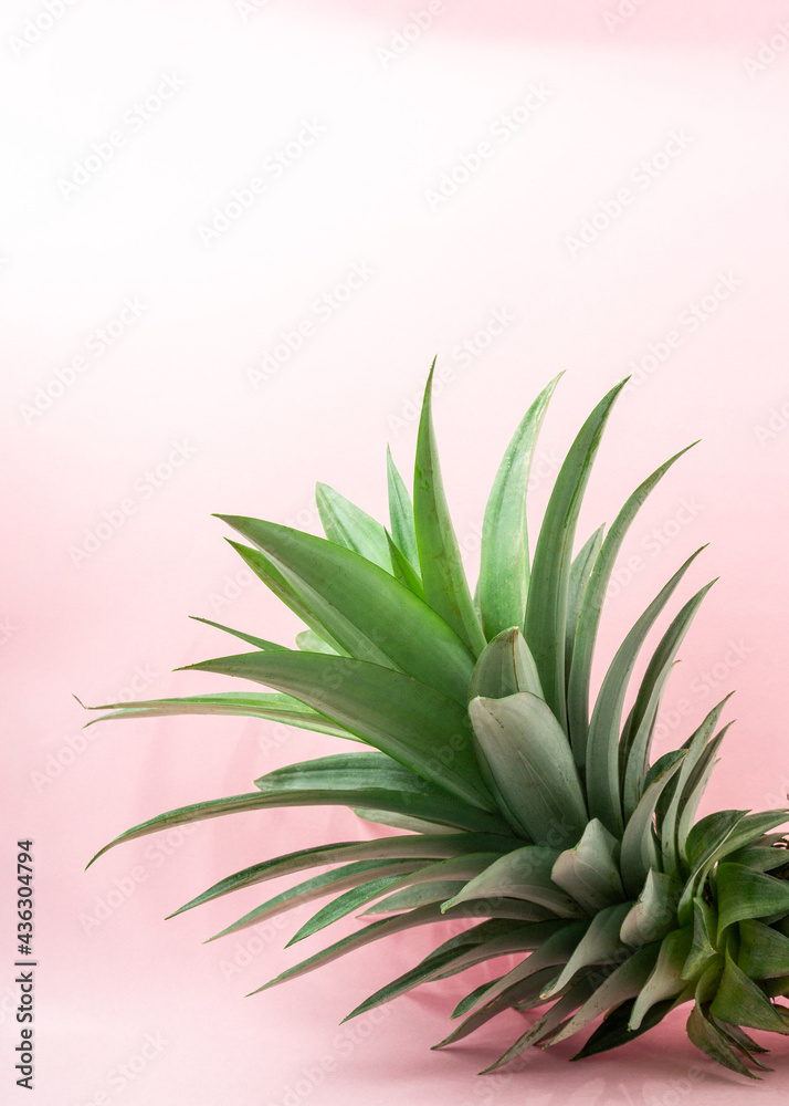 A pineapple on light pink background. A pineapple on light pink background.