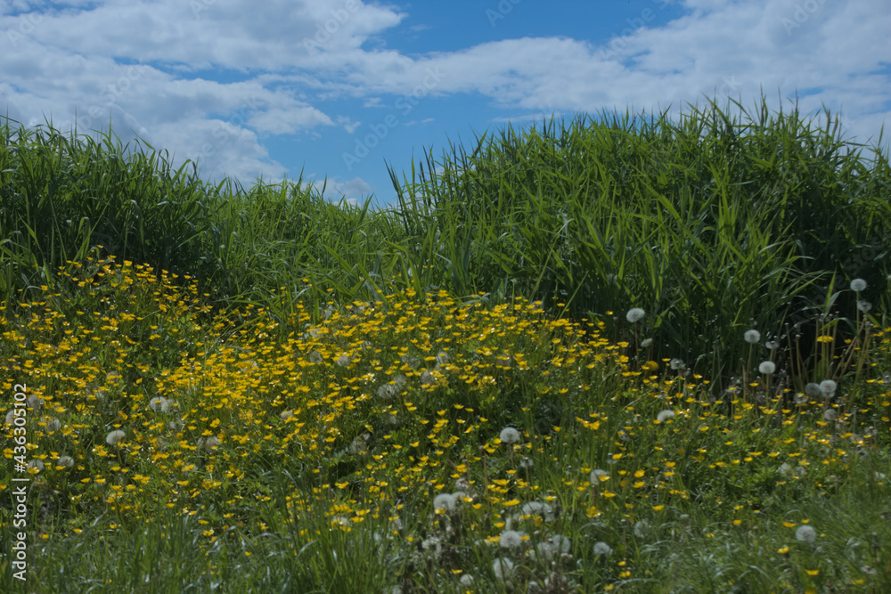 Obraz premium In the grass