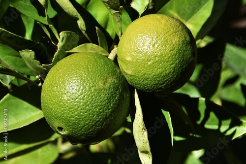 Close up of green Lemons on a Lemon tree