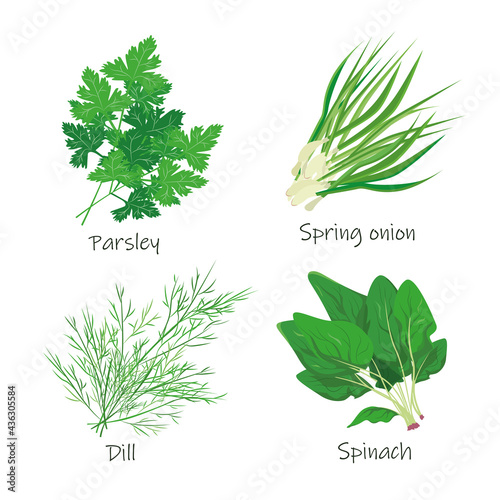 A set of herbs, parsley, dill, spinach, spring onions, proper nutrition