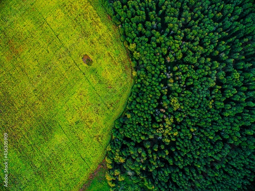 texture of green field