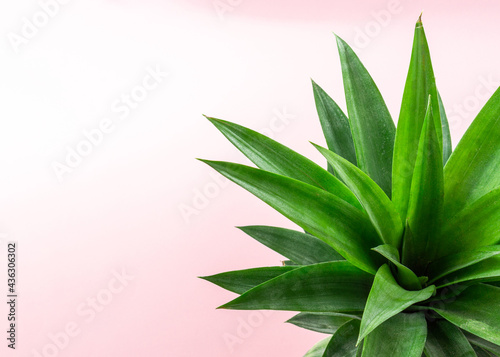 A pineapple leaves on light pink background with a copy space.