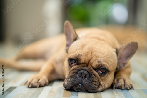 Cute French bulldog with cherry eyes laying indoor. © tienuskin