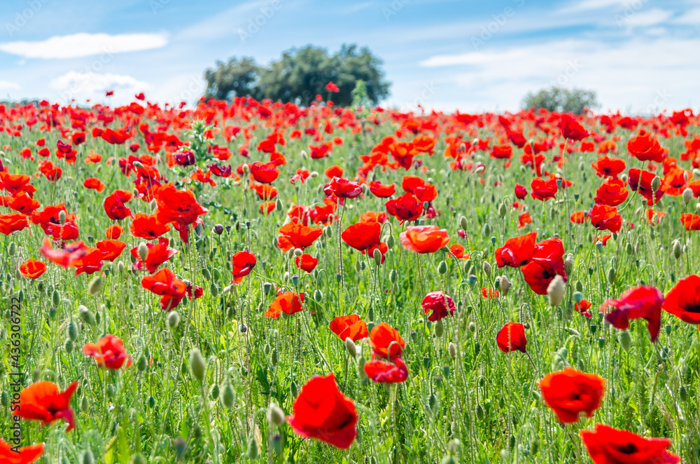 Fototapeta premium Red poppies in a field, spring background