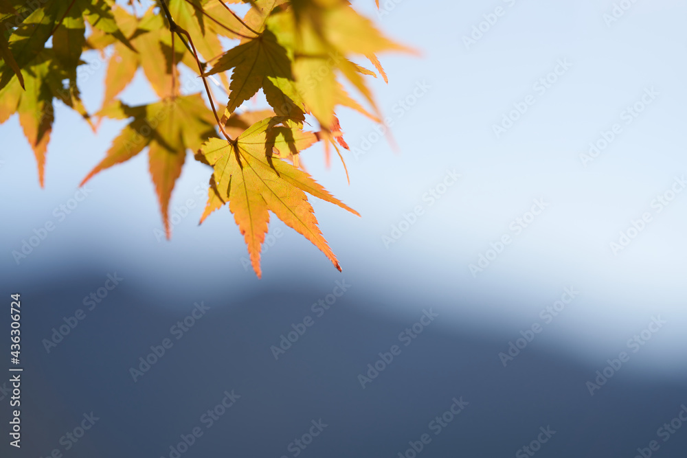 Beautifully colored yellow maple autumn leaves Beautifully colored yellow maple autumn leaves