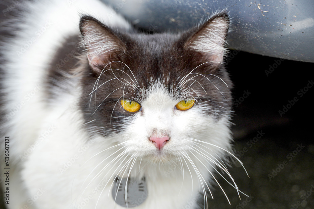 A portrait of a black-white adorable cat