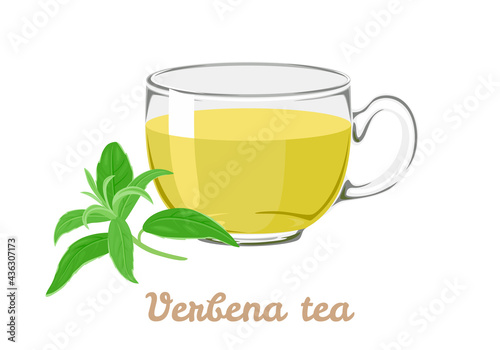 Verbena herbal tea and lemon verbena leaves isolated on white background. Healing drink in a glass cup. Vector illustration in cartoon flat style.