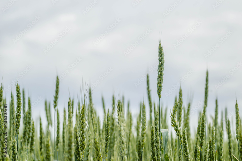 Flowering ear of wheat. Flowering Phase of Wheat Plants Cultivated in the Farm Field. Flowering ear of wheat. Flowering Phase of Wheat Plants Cultivated in the Farm Field.
