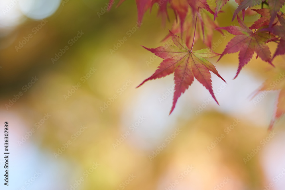 Beautifully colored red maple autumn leaves Beautifully colored red maple autumn leaves