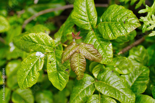 Schilderij op canvas poison oak in the spring in Andrew Molera state park